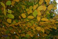 rinteln_herbst_2006_04