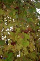 rinteln_herbst_2006_05