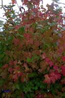 rinteln_herbst_2006_06