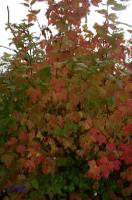 rinteln_herbst_2006_07