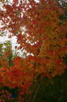rinteln_herbst_2006_08