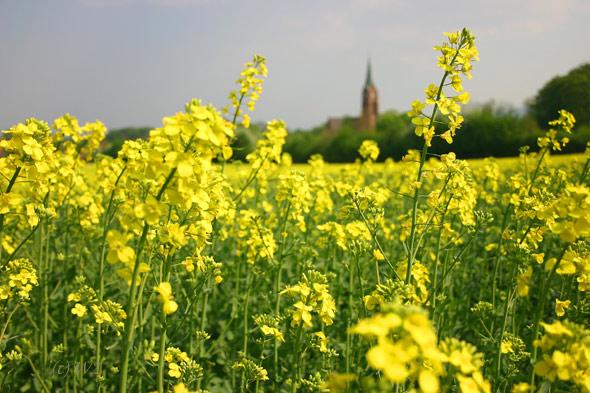 Schaumburer-Land10 