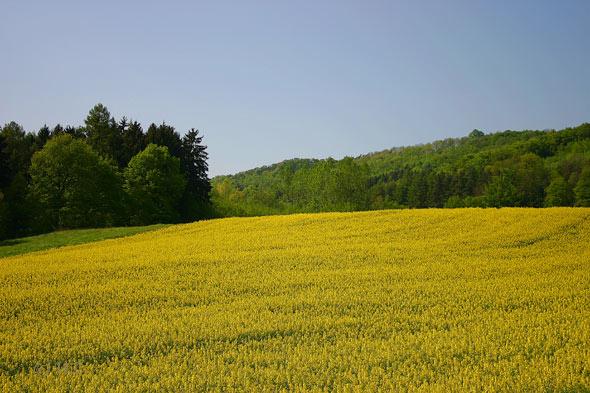 Schaumburer-Land15 