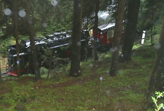 029_harzquerbahnTannenwald 