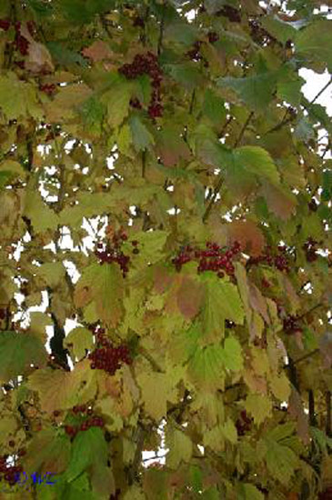 rinteln_herbst_2006_05 