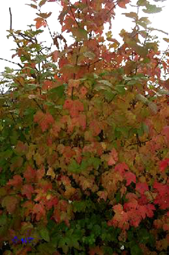 rinteln_herbst_2006_07 