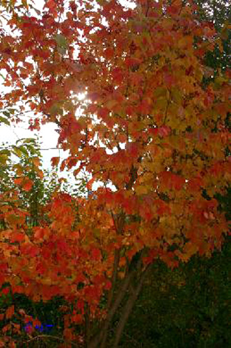 rinteln_herbst_2006_08 