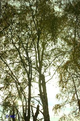rinteln_herbst_2006_09 