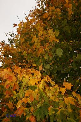 rinteln_herbst_2006_10 