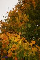 rinteln_herbst_2006_10 