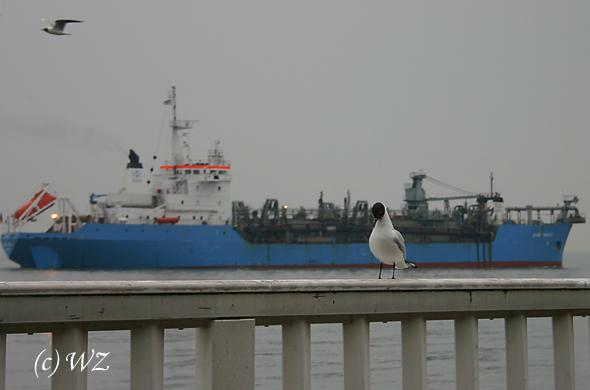 woelfis-seite_cuxhaven006 