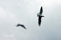 woelfis-seite_cuxhaven007 M�wen im Flug an der Alten Liebe